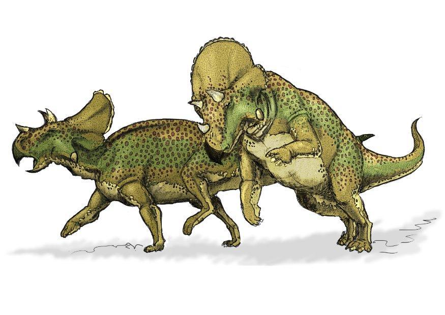 Bild Avaceratops Dinosaurier