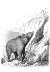 Malvorlage bär