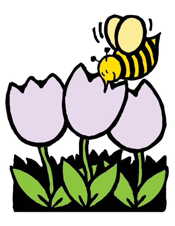 Biene und Tulpen