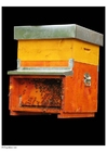 Foto bienenkorb