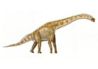 Bild Brachiosaurus