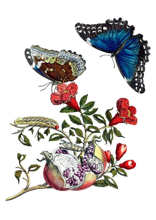 Bild Bume mit Schmetterling