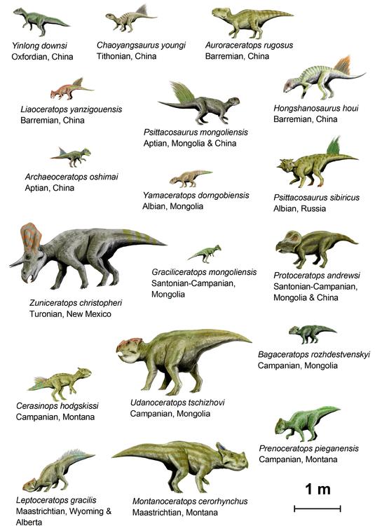 Dinosaurier (Basal Ceratopsia)