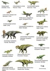 Dinosaurier (Basal Ceratopsia)