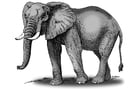 Elefant