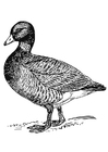 Malvorlage ente