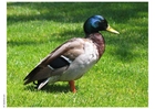 Foto ente