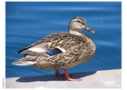 Foto ente