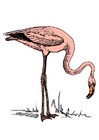 Bild Flamingo