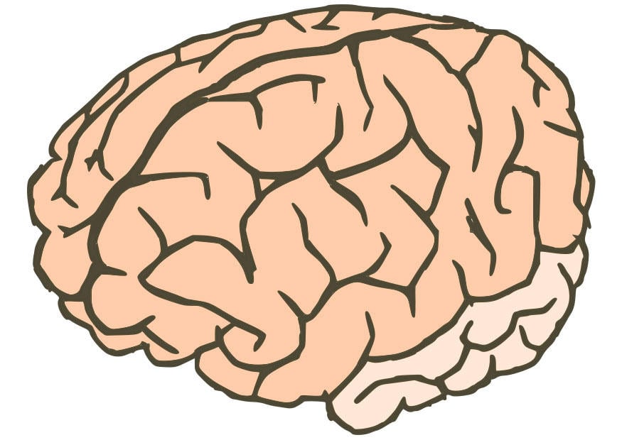 Bild Gehirn
