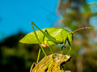 Foto grashüpfer