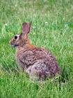 Foto Hase