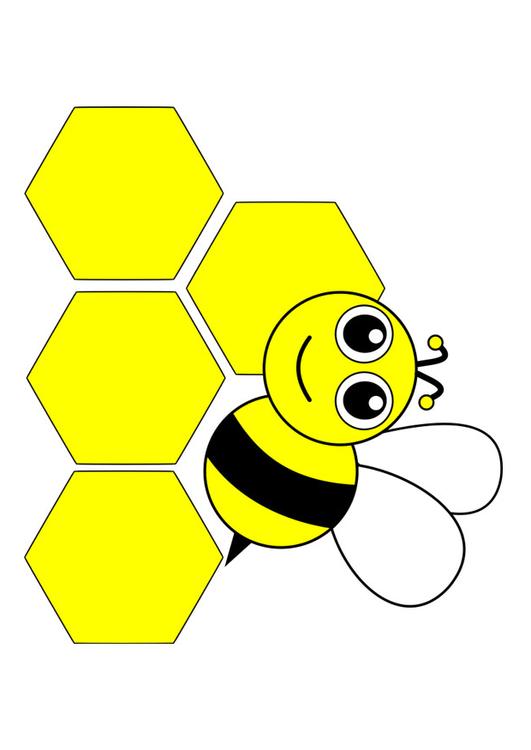Honigbiene - Front