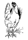 Malvorlage huhn