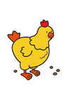 bild Huhn