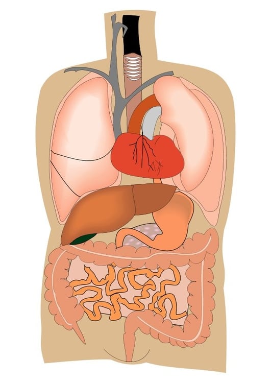 Bild Innere Organe