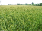 Foto kornfeld