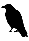 Malvorlage krähe