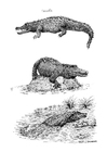 Malvorlage krokodile