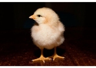 Foto kÃ¼ken