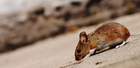 Foto maus