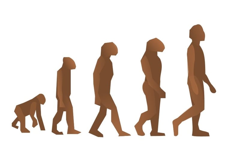 Bild menschliche Evolution