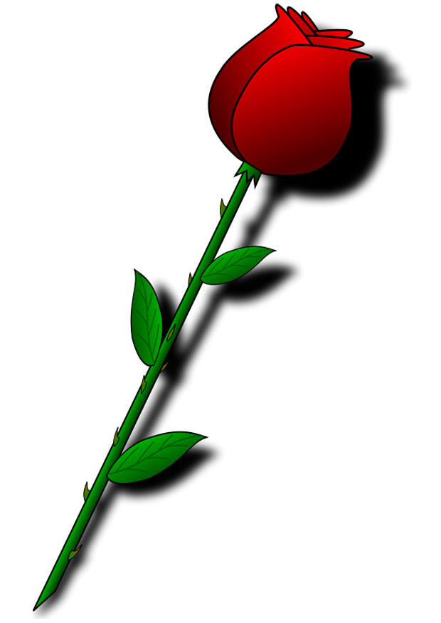 Bild rote Rose