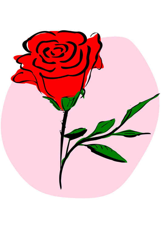 Bild rote Rose