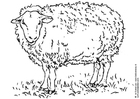 Malvorlage schaf