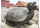 Foto schildkröte