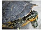 Foto schildkröte