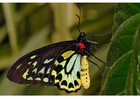 Foto schmetterling