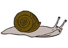 Schnecke