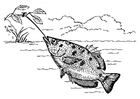 Malvorlage schützenfisch