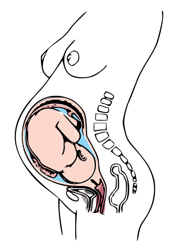 Bild Schwangerschaft