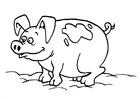 Malvorlage schwein