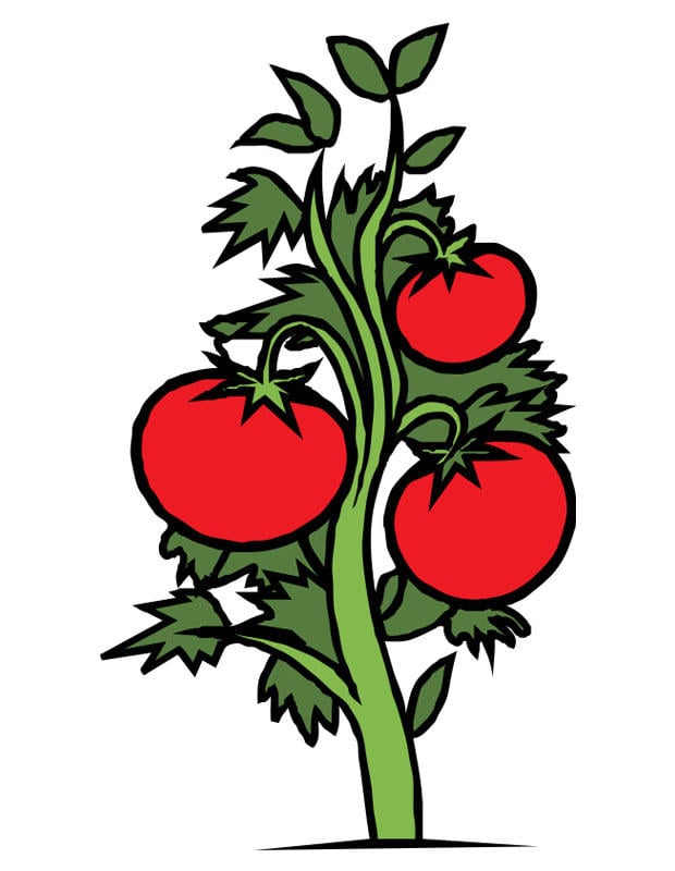 Bild Tomatenpflanze