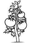 Malvorlage tomatenpflanze