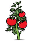 Bilder Tomatenpflanze