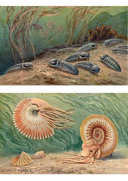 Bild Trilobiten und Ammonoide