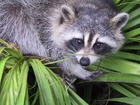 Foto waschbär