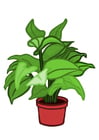 Bild Zimmerpflanze