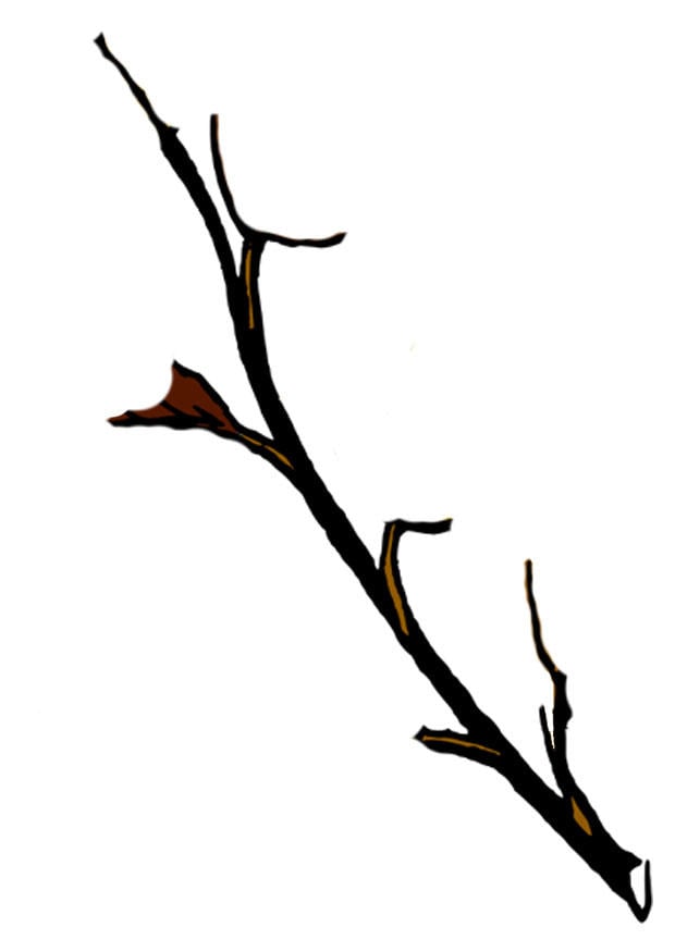 Bild Zweig vom Baum im Winter