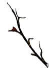 Bilder Zweig vom Baum im Winter