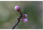 Fotos 2. geschlossene Blüten - Frühlingsanfang