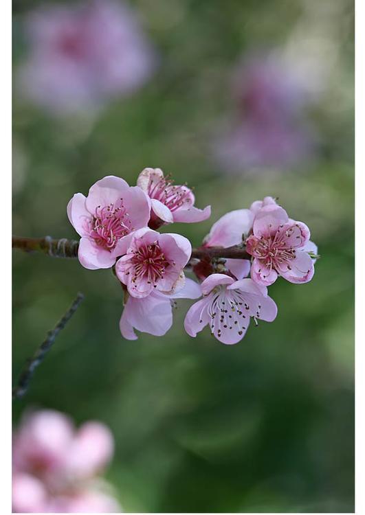 3. Blumen - FrÃ¼hlingsanfang