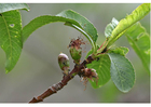 Foto 4. Frucht Anfangsstadium - FrÃ¼hling