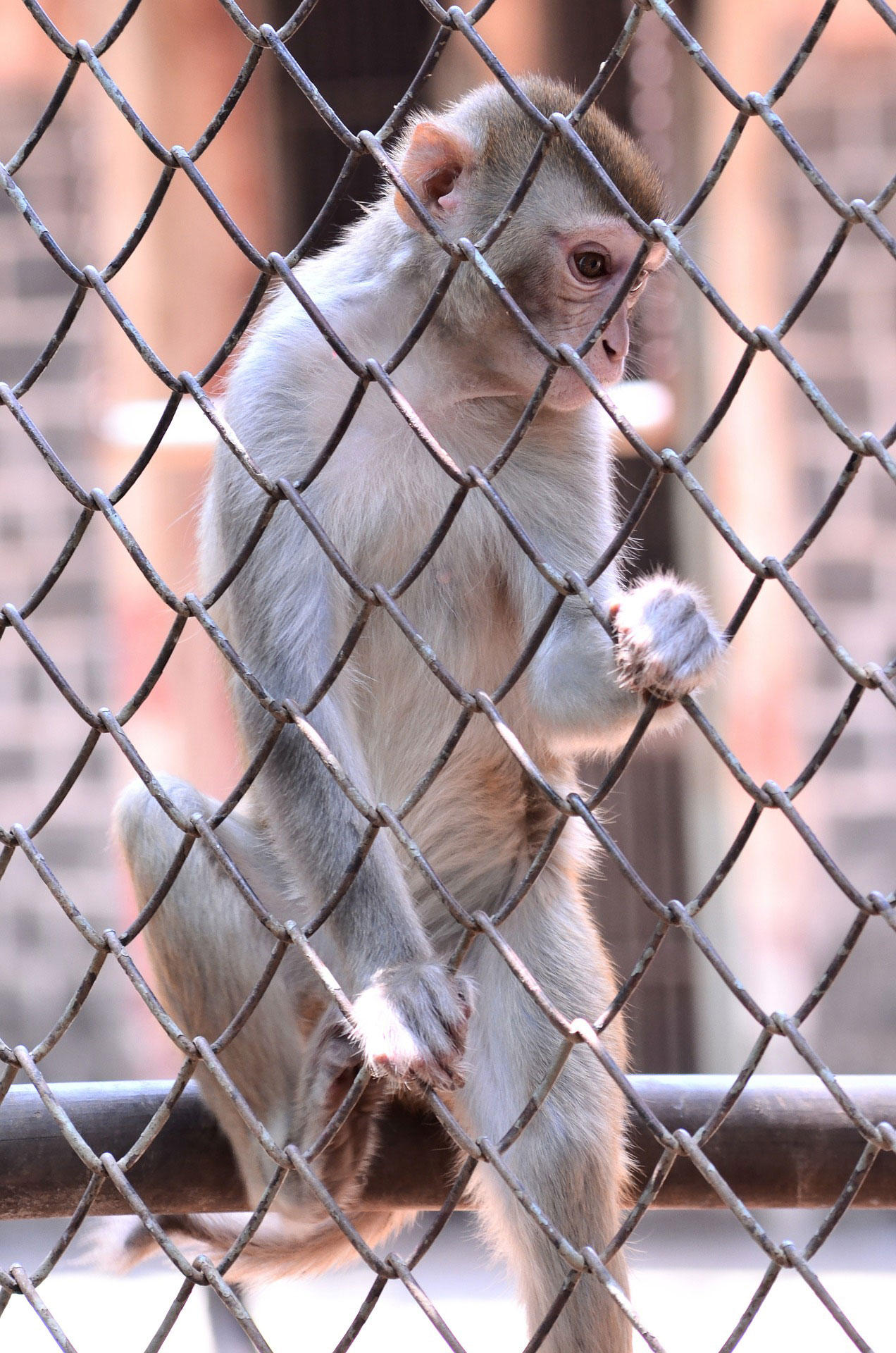 Foto Affe in Gefangenschaft