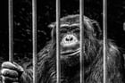 Fotos Affe in Käfig