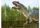 Foto Allosaurus Kopie